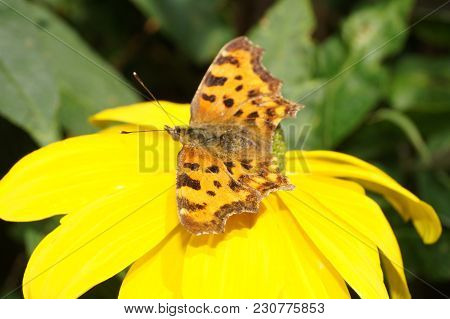 Polygonia C-album Butterfly On The Butterflybush Or Butterflytree Buddleja Davidii