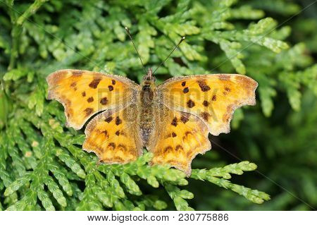 Polygonia C-album Butterfly On The Butterflybush Or Butterflytree Buddleja Davidii