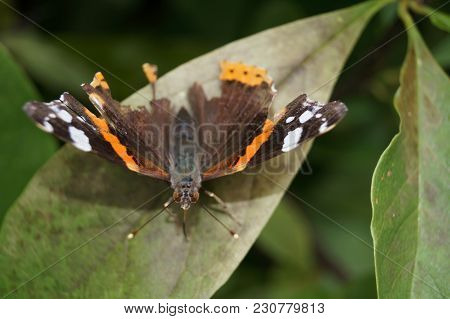 The Butterfly Vanessa Atalanta Also Called Admiral On The Butterflybush Buddleja Davidii