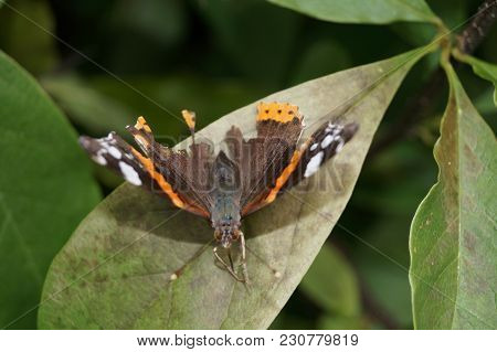 The Butterfly Vanessa Atalanta Also Called Admiral On The Butterflybush Buddleja Davidii