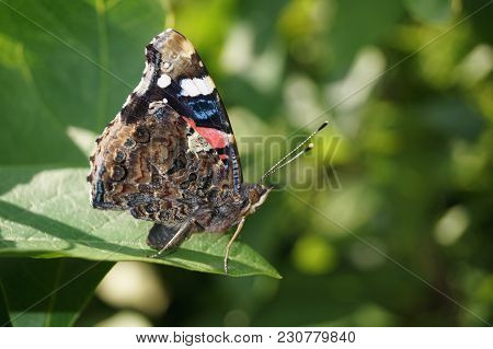 The Butterfly Vanessa Atalanta Also Called Admiral On The Butterflybush Buddleja Davidii