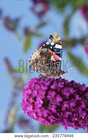 The Butterfly Vanessa Atalanta Also Called Admiral On The Butterflybush Buddleja Davidii