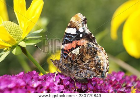 The Butterfly Vanessa Atalanta Also Called Admiral On The Butterflybush Buddleja Davidii