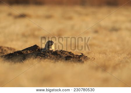 A Black Tailed Prairie Dog Comes Out Of Its Hole To Take A Look Around Before Running Across The Pra