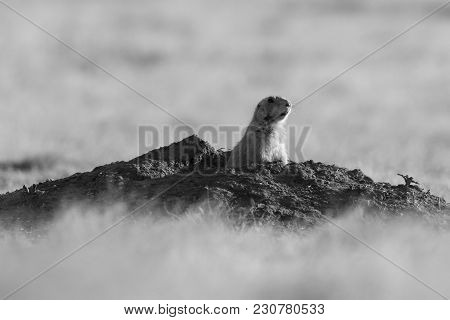 A Black Tailed Prairie Dog Comes Out Of Its Hole To Take A Look Around Before Running Across The Pra
