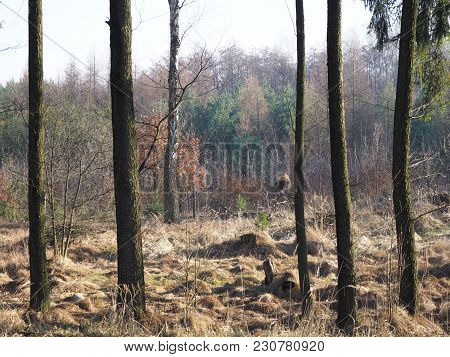 Colorful Trees In Forest At Beskid Mountains Landscapes Near Goczalkowice Reservoir At Poland With C