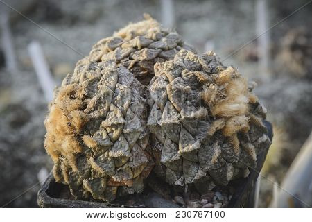Cactus Ariocarpus Fissuratus V.intermedius In A Pot , Thirty Years Old Plant Against Blurry Backgrou