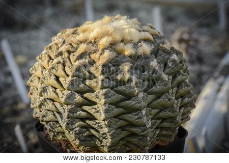 Cactus Ariocarpus Fissuratus Var. Lloydii In A Pot , Thirty Years Old Plant Against Blurry Backgroun