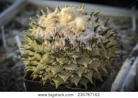 Cactus Ariocarpus Retusus In A Pot , Thirty Years Old Plant Against Blurry Background