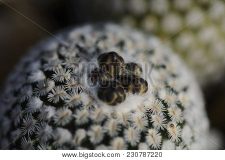 Cactus Turbinicarpus Valdezianus Buds Against Blurry Background