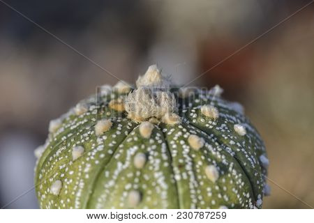 Cactus Astrophytum Asterias Cv Shinshowa Buds Against Blurry Background