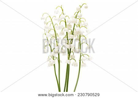 Lily Of The Valley Flowers Isolated On White Background