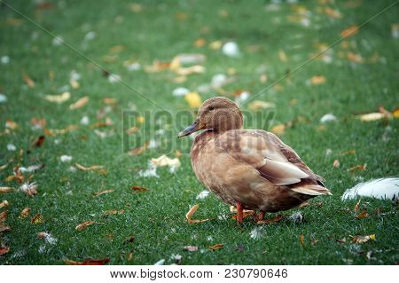 Cute Brown Duck Close-up On A Background Of Green Grass.