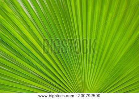 Green Footstool Palm Leaf Through Which The Sun Shines Through.