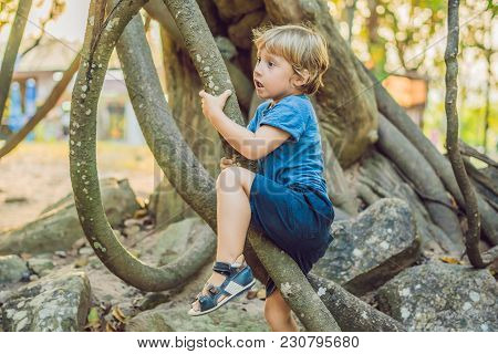 Boy Watching Tropical Lianas In Wet Tropical Forests.