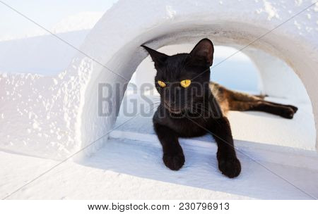 Close-up of cat on Santorini island, Greece, Europe.