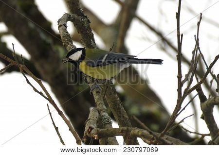 A Great Tit Sits On A Tree Banch And Scream