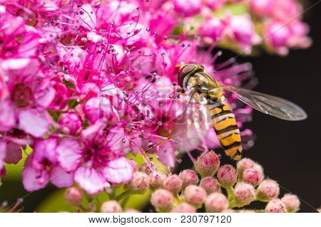 Close Up Shot Of A Hover Fly On Pink Blossoms