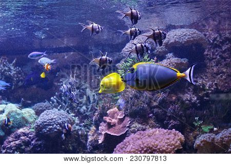 Barcheek Unicornfish (naso Lituratus) With Other Fishes In The Oceanarium.