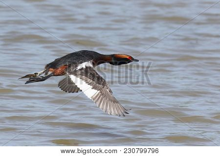 Horned Grebe Flies Across The Lake During The Summer