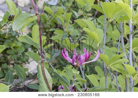One Lonicera Purple Flower Against Blurry Background