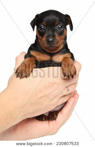Zwerg Pinscher Puppy In Hands