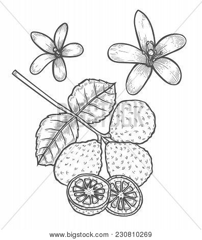 Bergamot Vector Drawing. Isolated Vintage Illustration Of Citrus Fruit, Slices, Flower. Organic Food