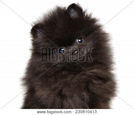 Tiny Zwerg Spitz On White Background