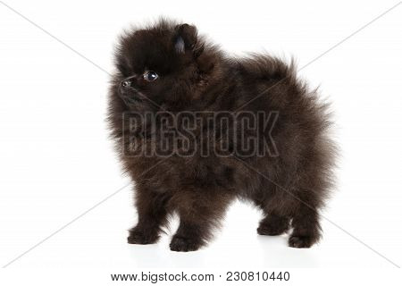 Zwerg Spitz Puppy In Stand On White Background