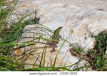 The Green Pregnant Lizard  With Long Tail Have A Rest And Enjoys The Sun. Creepy In The Wild Nature.