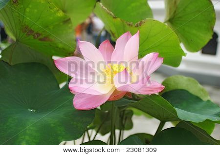 lotos rosa