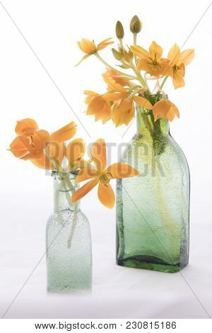 Blooming Yellow Ornithogalum Dubium In A Transparent Bottle Instead Vase