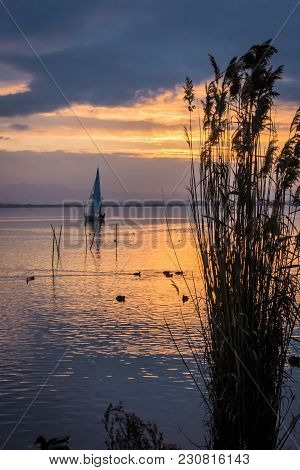Yacht Sailing At Sunset With Reeds In The Foreground
