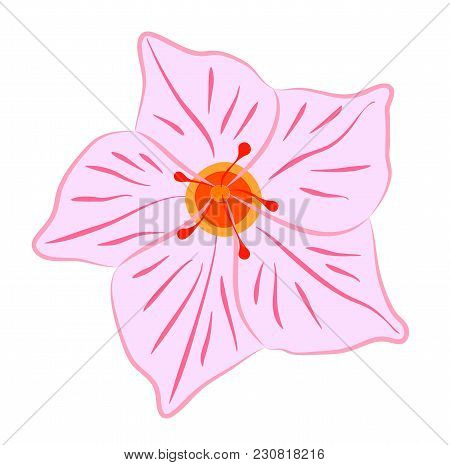 Vector Illustration, Flat Pink Mandevilla Flower  Isolated On White Background
