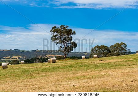 Spectacular Panoramic Countryside Landscape Of Field With Sraw Bales And Eucalyptus Trees On Sunny D