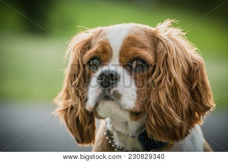 Cute Cavalier King Charles Spaniel Puppy Dog