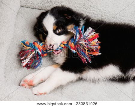 Australian Shepherd purebred puppy, 2 months old with toy. Black Tri color Aussie dog at home on the lair. 