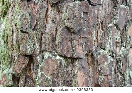 Fundo de casca de Pinus taeda
