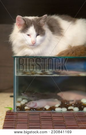 Cat Lies On The Aquarium With Axolotls
