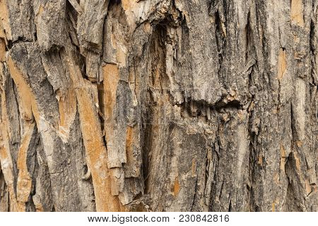 Texture Wood Tree Bark Brown And Some Splashes Of Green Moss In Bark Pattern