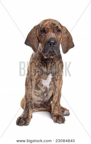 บราซิล Mastiff หรือ Fila Brasileiro