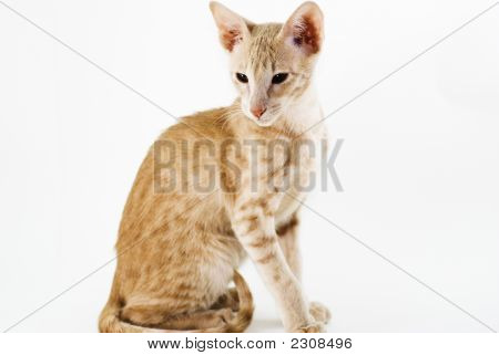 Grädde katt