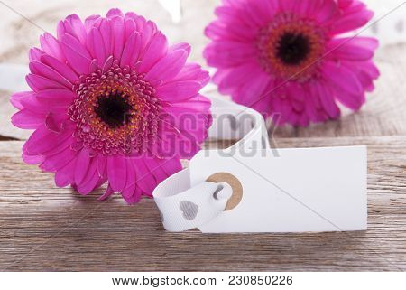 Label With Copy Space For Advertisement. Pink Spring Gerbera Blossom. Vintage, Rutic Or Aged Wooden 