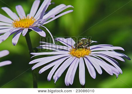 voar sobre as flores