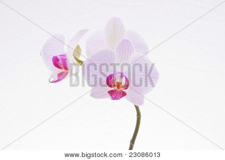 orquídea rosa