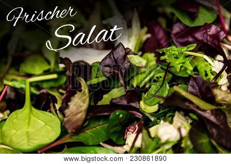 German Text Frischer Salat Means Fresh Salad With Mixed Greens Lettuce Arugula, Mesclun Mache Close 