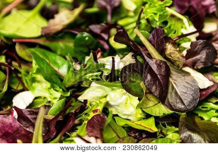 Fresh Salad With Mixed Greens Lettuce Arugula, Mesclun, Mache Close Up. Healthy Food Green Meal
