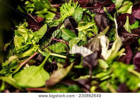 Fresh Salad With Mixed Greens Lettuce Arugula, Mesclun, Mache Close Up. Healthy Food Green Meal
