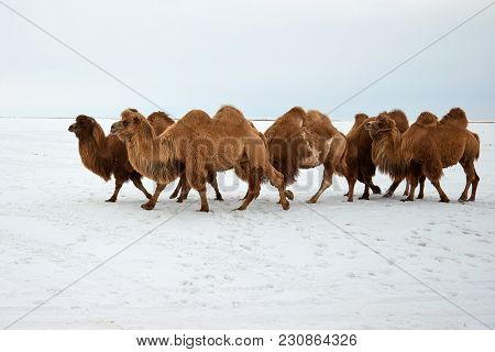 Bactrian Camels (camelus Bactrianus) In Winter.
The Bactrian Camel Is A Large, Even-toed Ungulate Na