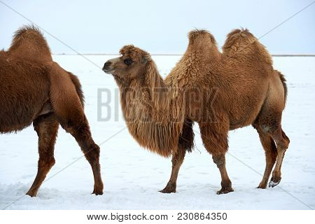 Bactrian Camels (camelus Bactrianus) In Winter.
The Bactrian Camel Is A Large, Even-toed Ungulate Na